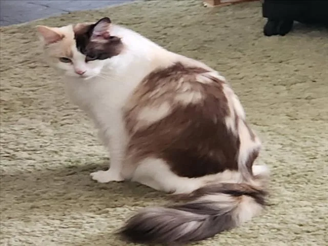 An adult small-sized female White Snowshoe cat named Quin Lee for adoption in Woodland, CA