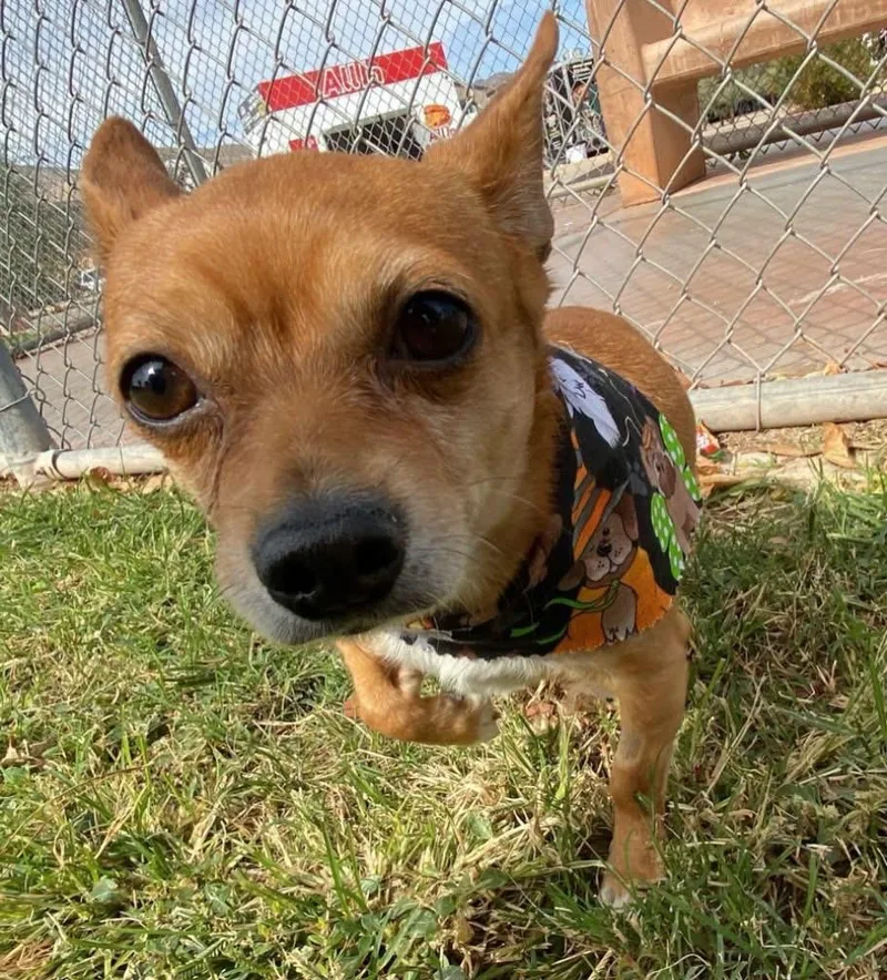 An adult small-sized male Yellow / Tan / Blond / Fawn Chihuahua dog named Lilo for adoption in Las Vegas, NV