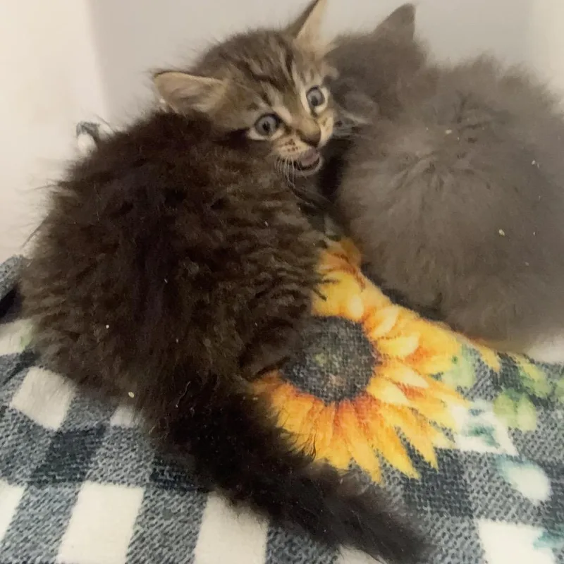 A baby small-sized male Brown / Chocolate Domestic Short Hair cat named Batman for adoption in Columbus, GA