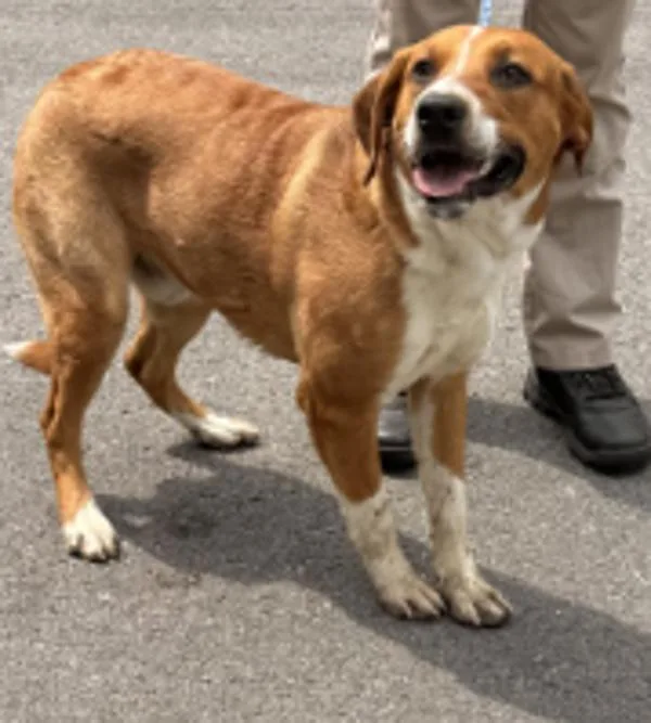 An adult medium-sized male Terrier dog named Toby for adoption in Campbellsville, KY