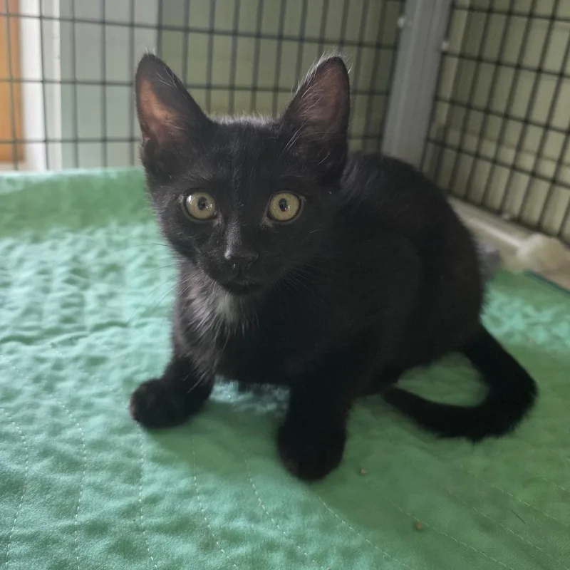 A baby small-sized male Black American Shorthair cat named Nuka for adoption in Freeport, FL