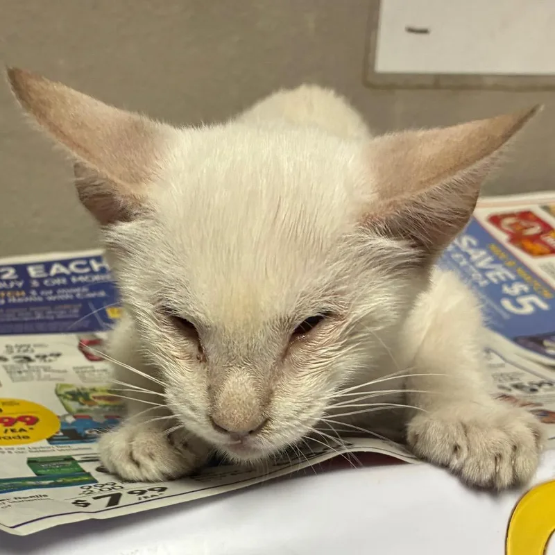 A baby small-sized female Cream / Ivory Domestic Short Hair cat named Ketchup for adoption in Yuma, AZ