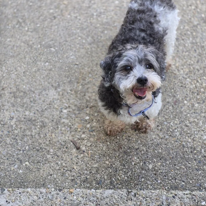 A senior small-sized male Gray / Blue / Silver Shih Tzu dog named Coco for adoption in Whitewater, WI