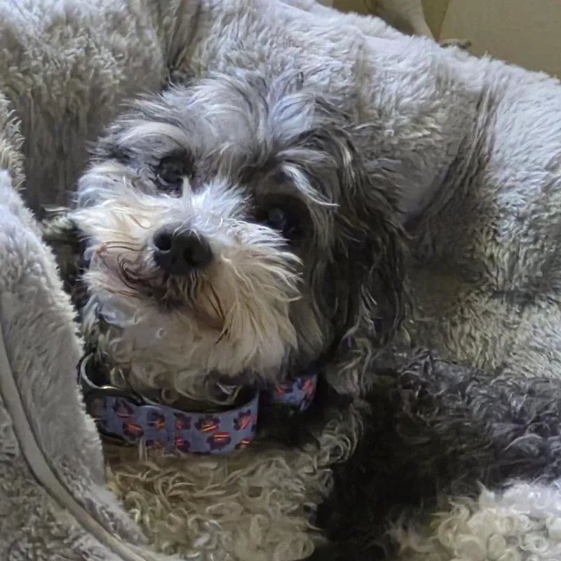 Coco thumbnail 5