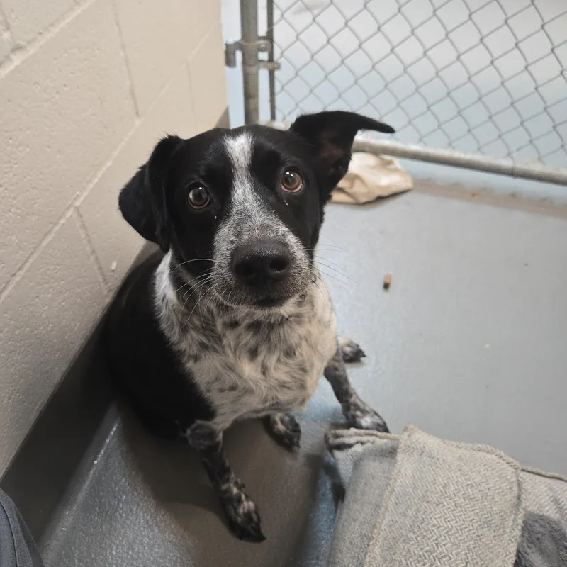 An adult medium-sized female Australian Cattle Dog / Blue Heeler dog named Daisy for adoption in Waldport, OR