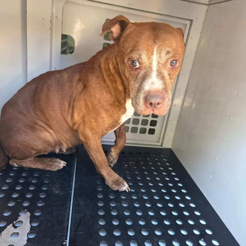 A senior large-sized female Brown / Chocolate Mixed Breed dog named Pretti for adoption in Columbus, GA