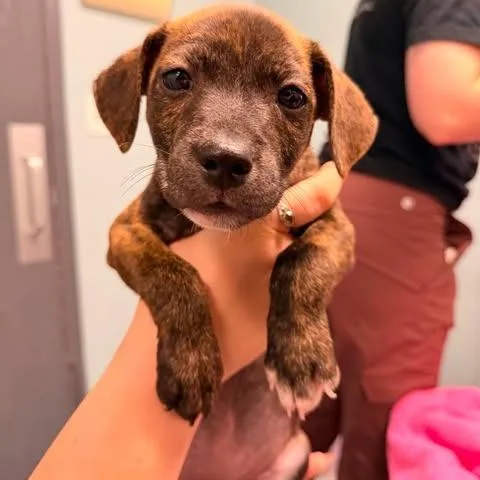 A baby small-sized female Brindle Mixed Breed dog named Elena Doo for adoption in Edwardsville, IL