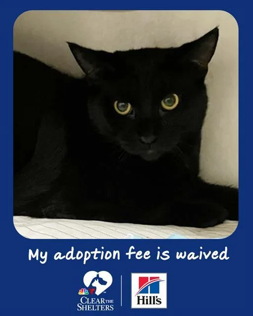 A young medium-sized male Domestic Short Hair cat named Greg for adoption in Boston, MA