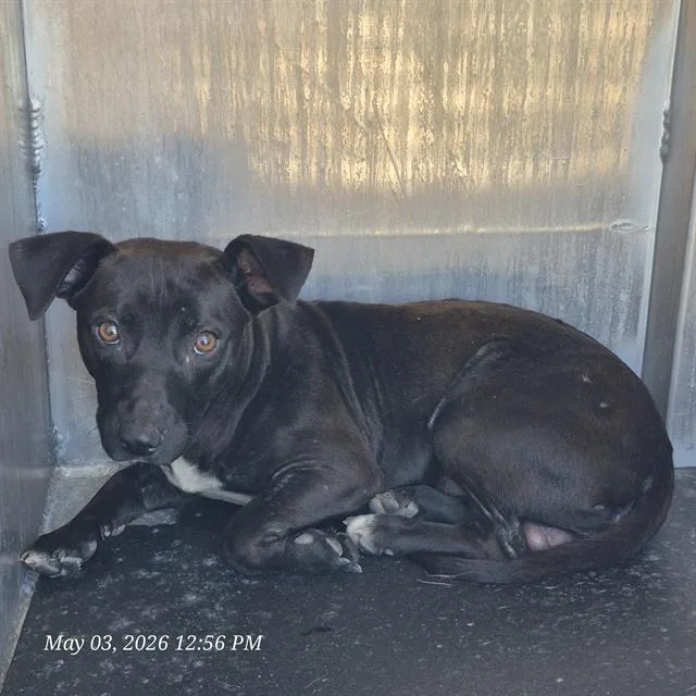 A young small-sized male Dachshund dog named A for adoption in San Antonio, TX