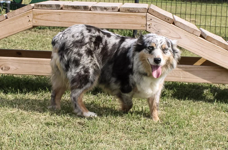 Maizey
