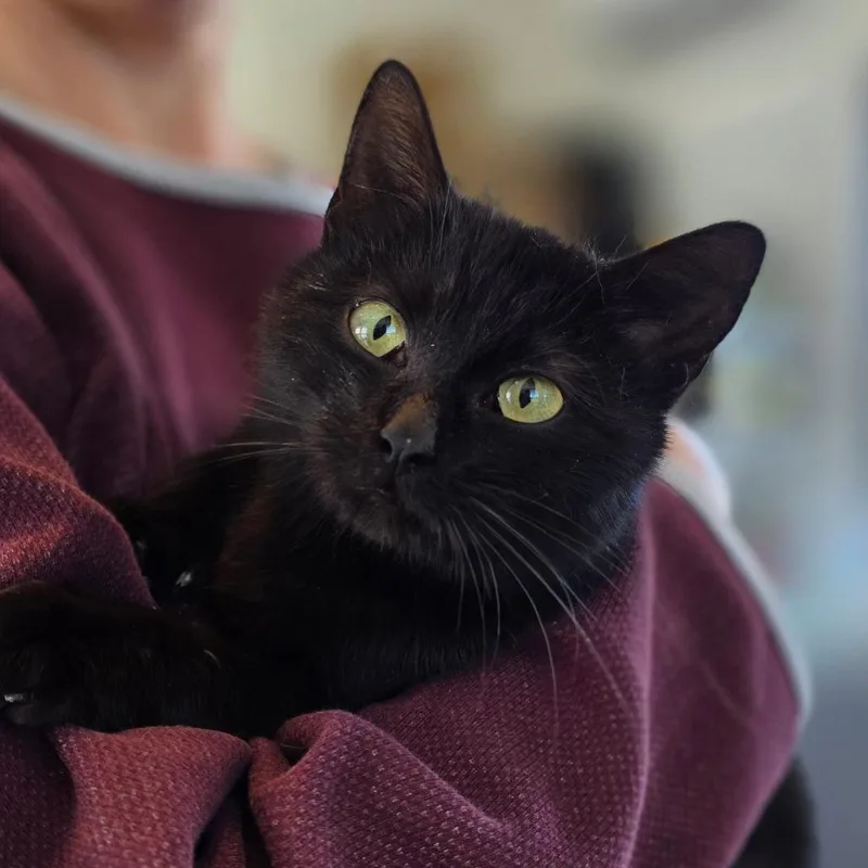 A young medium-sized female Black Domestic Short Hair cat named Bella for adoption in Chapel Hill, NC