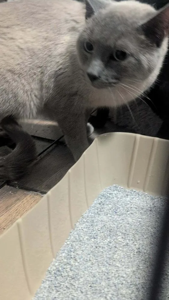 An adult medium-sized male Gray / Blue / Silver Domestic Short Hair cat named Luigi for adoption in Metamora, IL