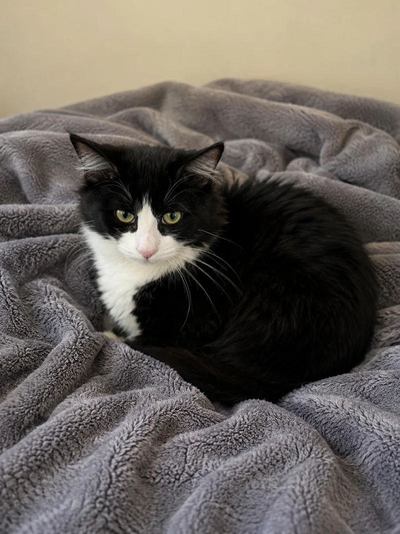An adult large-sized male Domestic Long Hair cat named Nemo for adoption in Rio Linda, CA