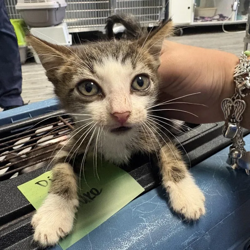 A baby small-sized male Brown / Chocolate Domestic Short Hair cat named Hawk for adoption in Lake Jackson, TX