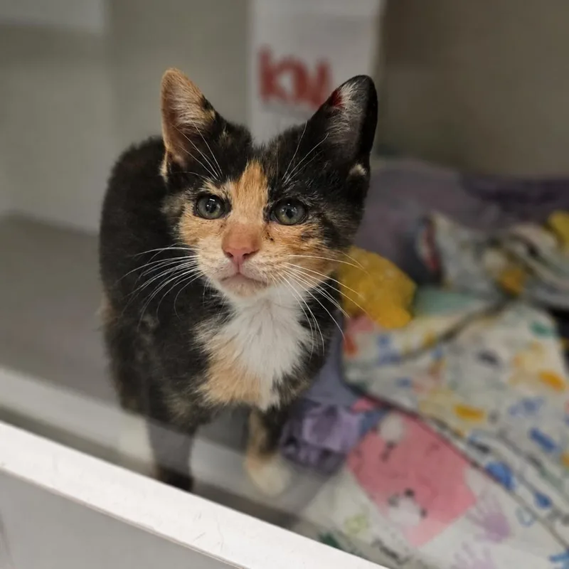 A baby small-sized female Calico Domestic Short Hair cat named Becky for adoption in Jasper, IN