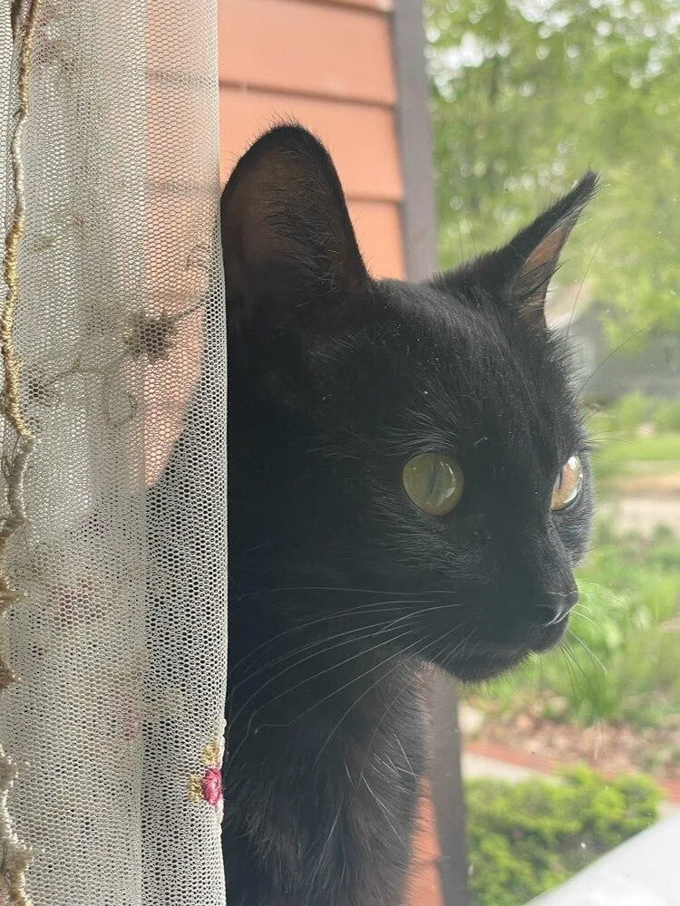 A young small-sized female Black Domestic Short Hair cat named Noir for adoption in Ferndale, MI