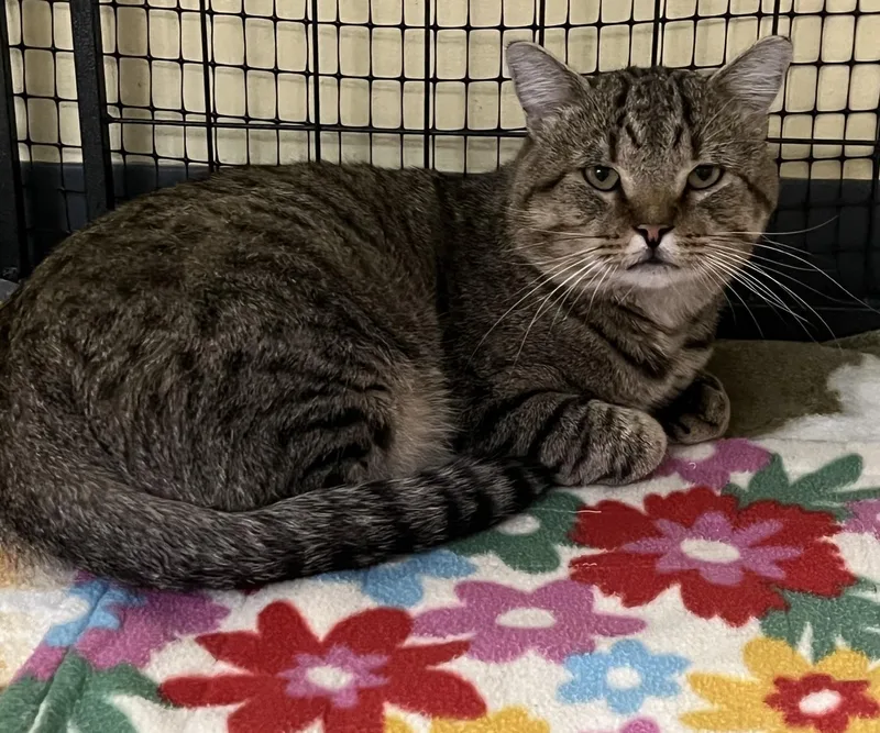 An adult large-sized male Tabby (Brown / Chocolate) Domestic Short Hair cat named Tucker for adoption in Johnston, RI