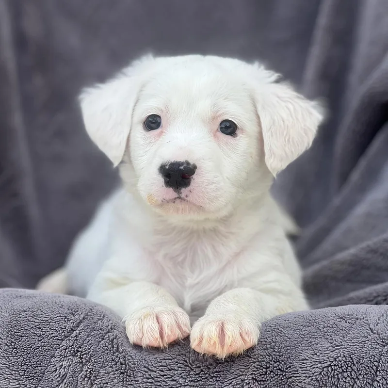 A baby large-sized female Shepherd dog named Dakota Pup  Sioux for adoption in San Diego, CA