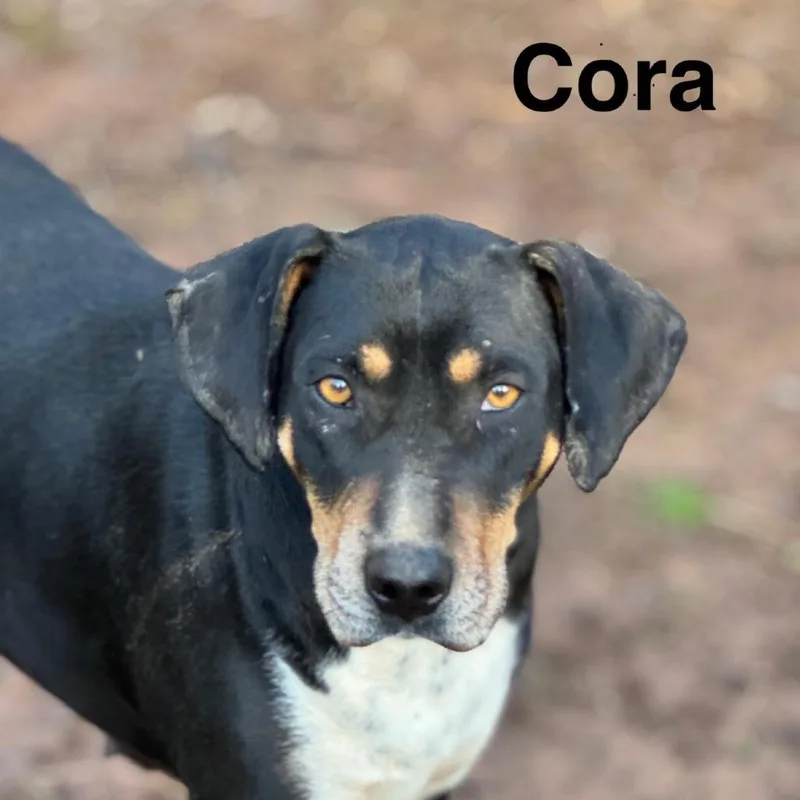 Cora