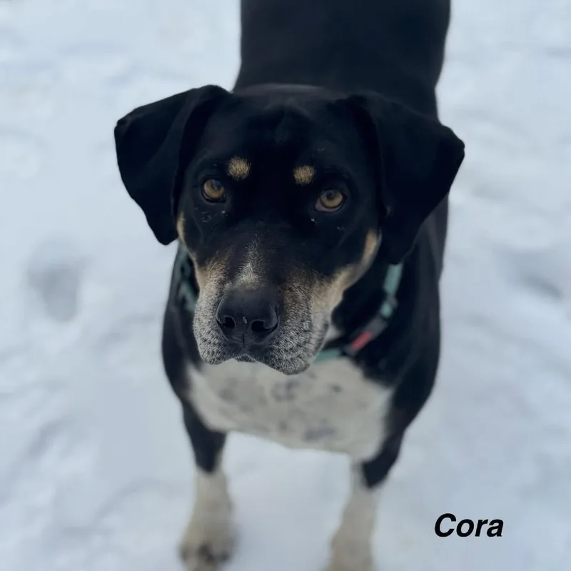 Cora thumbnail 4