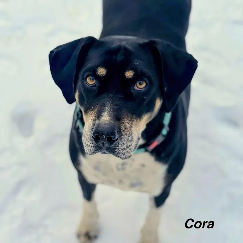 Cora thumbnail 5
