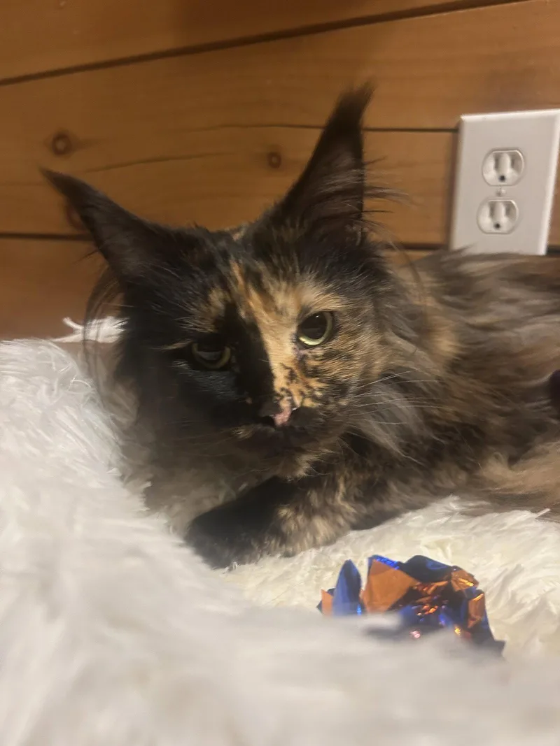 An adult large-sized female Maine Coon cat named Jo Sea for adoption in Absecon, NJ