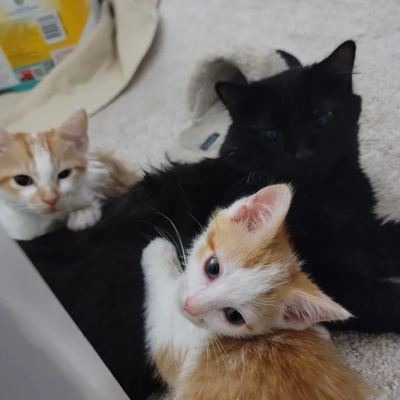 Captain Blacky thumbnail 2