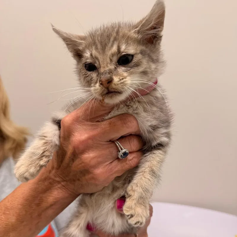 A baby small-sized male Gray / Blue / Silver Domestic Medium Hair cat named Robbie for adoption in Chattanooga, TN
