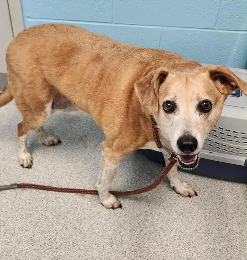 A senior large-sized male Yellow / Tan / Blond / Fawn Mixed Breed dog named Willy for adoption in Frankfort, KY