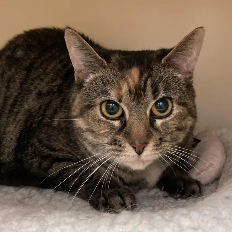 A senior large-sized female Domestic Short Hair cat named Pudding for adoption in Dayton, OH