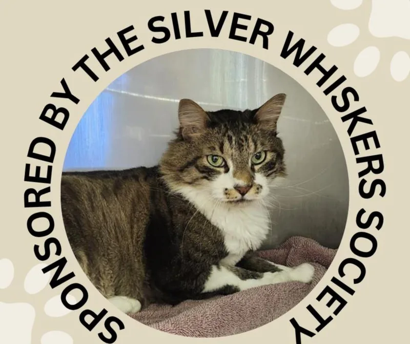 A senior medium-sized male Domestic Medium Hair cat named Jack for adoption in Santa Cruz, CA