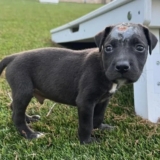 A baby medium-sized male Black Terrier dog named Trooper for adoption in Waxhaw, NC