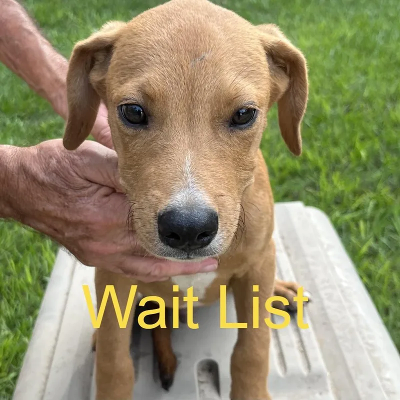 A baby medium-sized male Yellow / Tan / Blond / Fawn Mixed Breed dog named Ringo for adoption in Livingston, TX