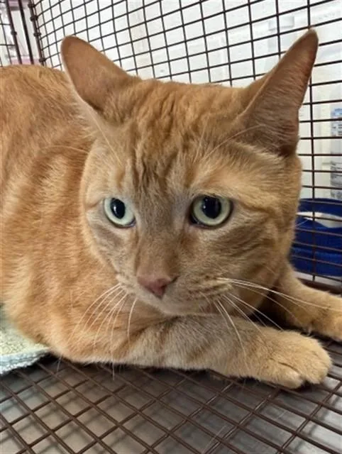 A young medium-sized male American Shorthair cat named Aslan for adoption in San Bernardino, CA