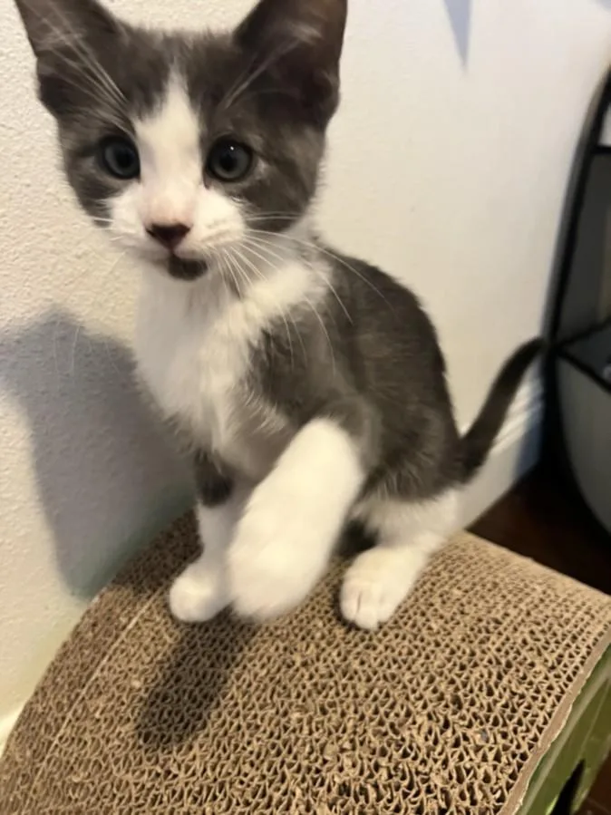 A baby small-sized male Domestic Medium Hair cat named Alaska for adoption in Burbank, CA