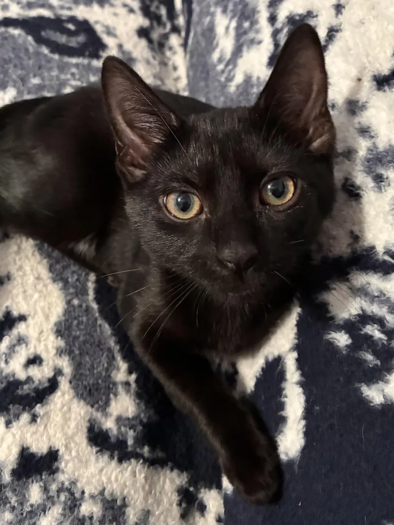 A baby medium-sized female Black Domestic Short Hair cat named Warrior Cat Nightcloud for adoption in Leesburg, VA