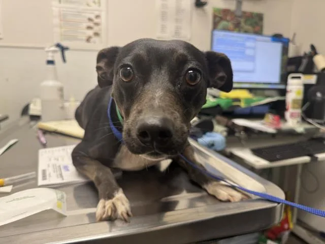 An adult medium-sized female Pit Bull Terrier dog named Super Star for adoption in Los Angeles, CA