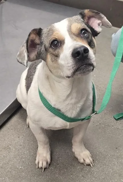 A young small-sized male Terrier dog named Earl for adoption in Tucson, AZ