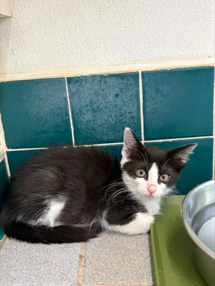 A baby small-sized female Domestic Short Hair cat named Mamacita for adoption in Honolulu, HI