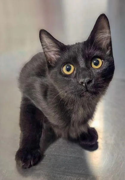 A baby small-sized male Domestic Short Hair cat named Butch Cassidy for adoption in Fresno, CA