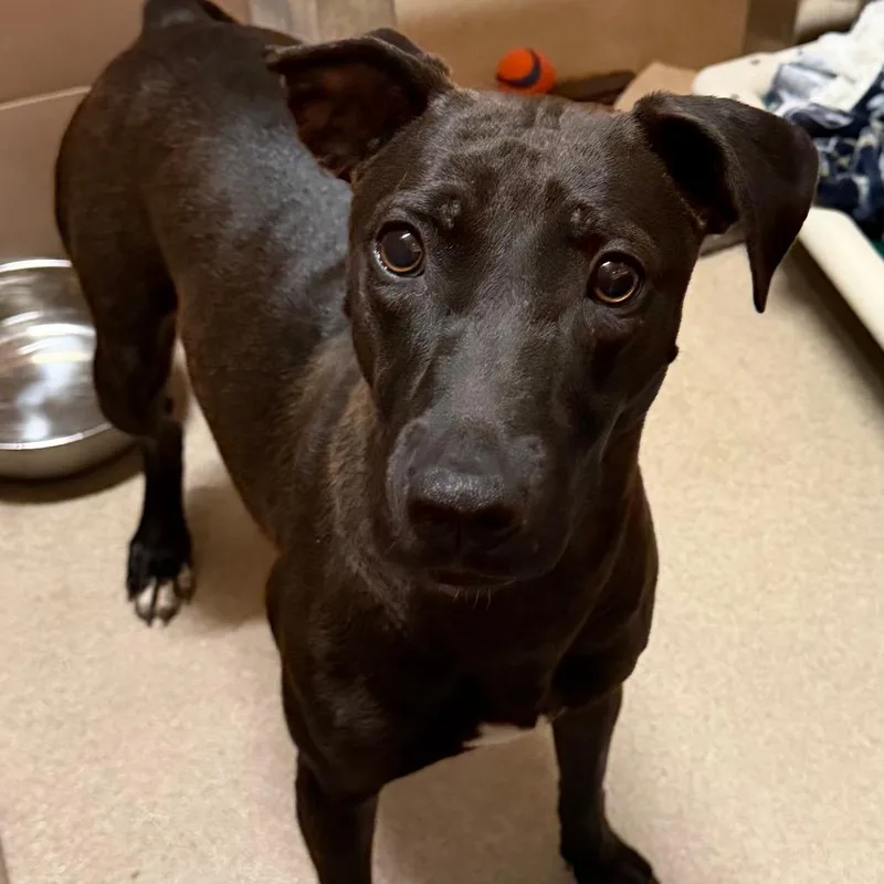 A young medium-sized female Black Mixed Breed dog named Sable for adoption in Waukesha, WI