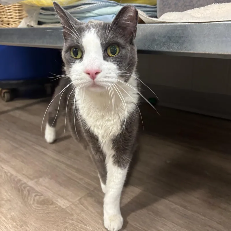 A senior medium-sized male Gray / Blue / Silver Domestic Short Hair cat named Benji for adoption in Newark, DE