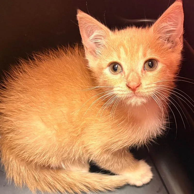 A baby small-sized male Cream / Ivory Domestic Short Hair cat named Mango for adoption in Winston-Salem, NC