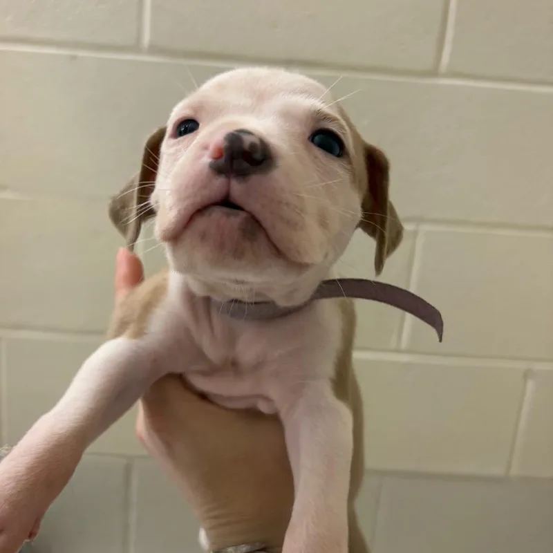 A baby small-sized female Yellow / Tan / Blond / Fawn Mixed Breed dog named Bo Peep for adoption in Pensacola, FL