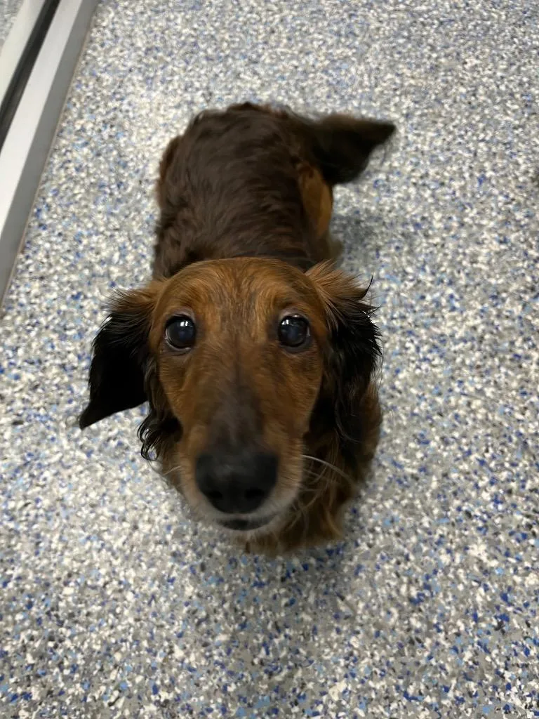 A senior small-sized female Dachshund dog named Kai for adoption in Angola, IN