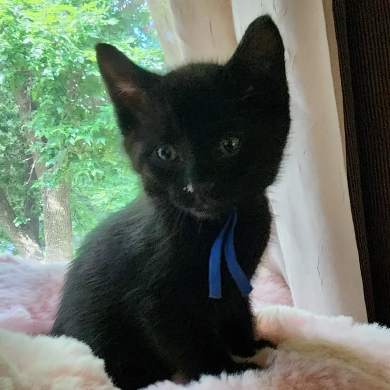 A baby small-sized male Black Domestic Short Hair cat named Spacey for adoption in Waukesha, WI