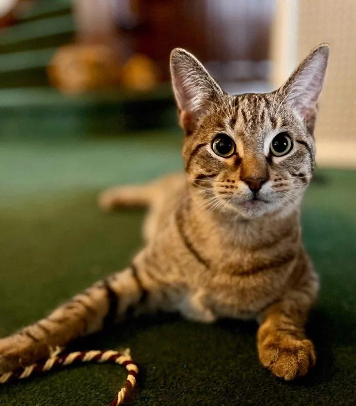 A young medium-sized male Tabby (Buff / Tan / Fawn) Tabby cat named Milo for adoption in Muncie, IN