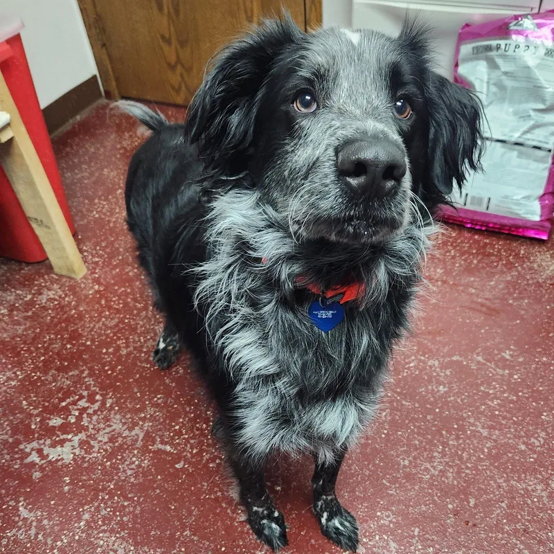 An adult large-sized male Setter dog named Hermes for adoption in Fargo, ND