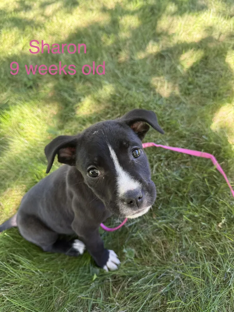 A baby medium-sized female Black Mixed Breed dog named Sharon for adoption in Davisburg, MI