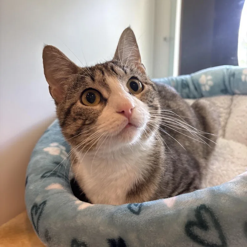 A young medium-sized female Brown / Chocolate Domestic Short Hair cat named Anna for adoption in Saint Charles, MO